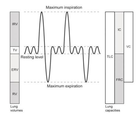 Slhs Exam Respiration Physiology Part Flashcards Quizlet