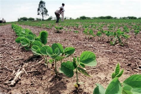 China aprobó la importación y comercialización de soja tolerante a la