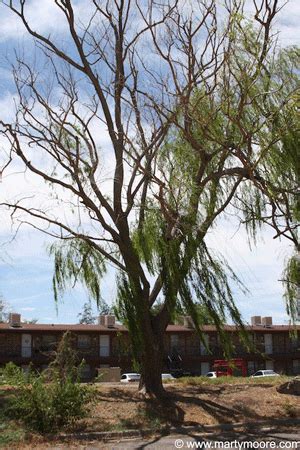 Weeping Willow Trees - Fast Growing Shade Trees for the Desert Southwest Garden - SunGardensInc.com