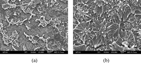 Sem Images Of The Fractured Surface Of The Composite Doped With 05 Wt