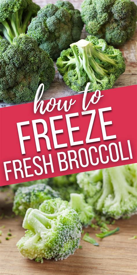 These Are The Easy Steps On How To Freeze Your Fresh Broccoli Here Are