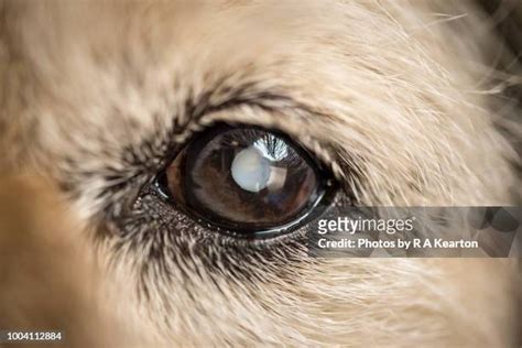 Dog With Human Eyes Photos And Premium High Res Pictures Getty Images