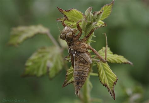 Free Images Tree Nature Branch Plant Leaf Flower Fly Wildlife