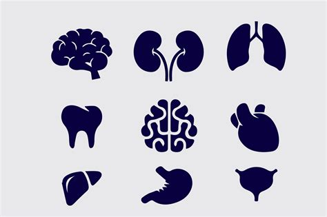 Human Organs Icons Set Vector Graphic By Sweetsvg Creative Fabrica