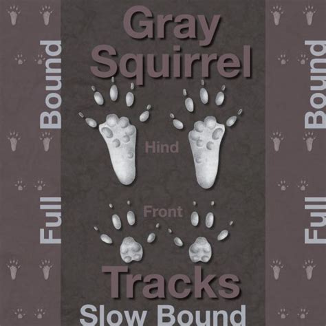 Illustrated Gray Squirrel Tracks Wildlife Illinois