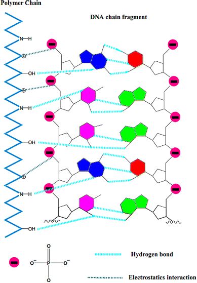 Illustration of DNA–polymer interactions. Hydrogen bond generally ...