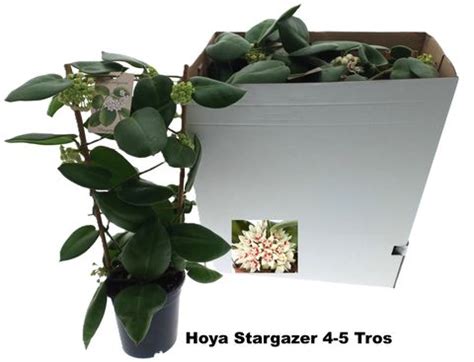 Hoya Calycina Stargazer — Plant Wholesale Floraccess