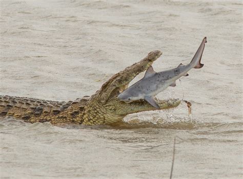 Alligator Eats Shark