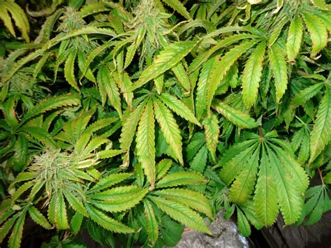 Why Cannabis Leaves Turn Yellow Grow Weed Easy