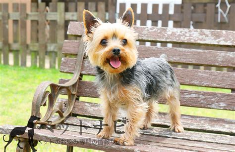 ヨークシャーテリアの性格を知ろう！飼育・食事・おやつ・寿命・病気など徹底解説！