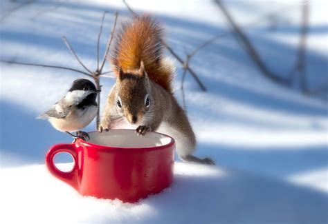 Zima, Wiewiórka, Sikorka | Animali, Buongiorno