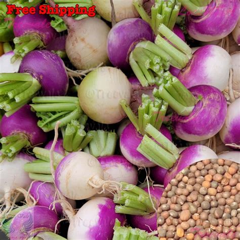 Purple Top White Globe Turnip Seeds Royal Crown Seeds Vegetable Seeds Treevales Etsy