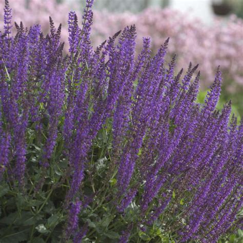 Salvia Nemorosa May Night Mainacht Walters Gardens Inc