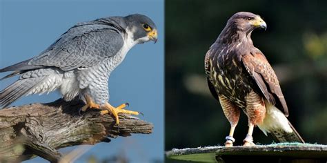 Falcon vs. Hawk: What Are the Differences? - Optics Mag