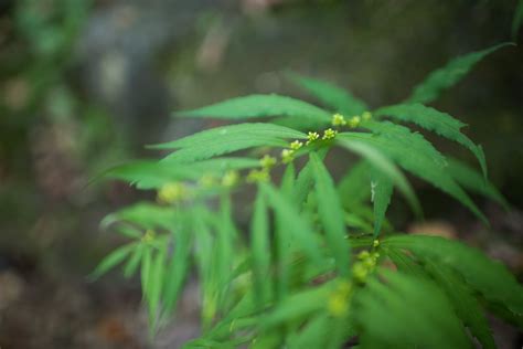 图片素材 树 森林 科 厂 叶 绿色 植物学 植物群 植被 雨林 宏观摄影 开花植物 植物茎 陆地植物