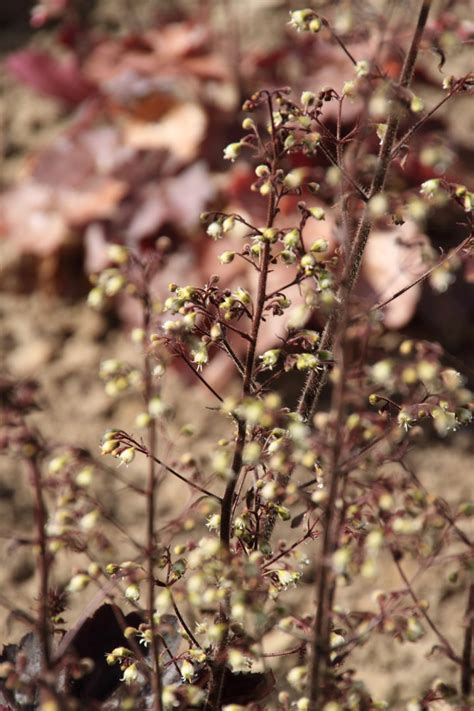 Heuchera Big Top Burgundy Purperklokje Bloemenpark Appeltern