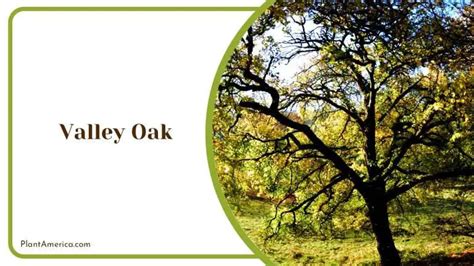 16 California Oak Trees That Thrive in Most Climates - Plant America