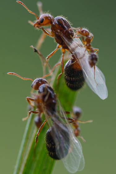 Fire Ant Queens Solenopsis Invicta Bugguidenet