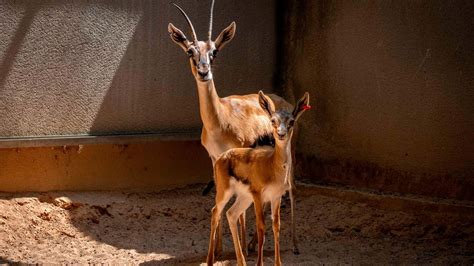 Nace una cría de gacela Thomson Eudorcas thomsoni en BIOPARC Valencia