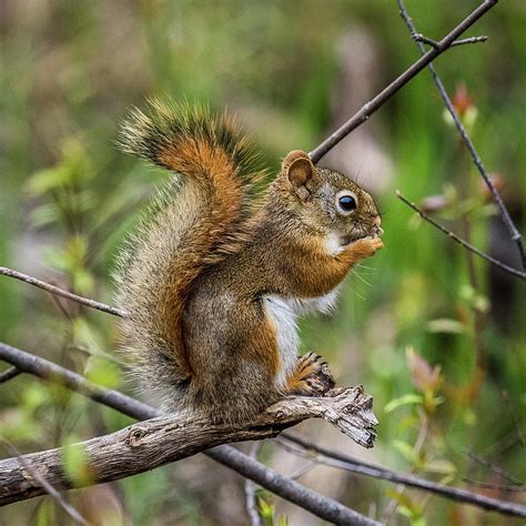 Baby Red Squirrel Portrait Photograph by Paul Freidlund