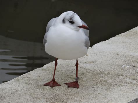 Bien le bonjour de Tchéquie Nature en ville à Cergy Pontoise