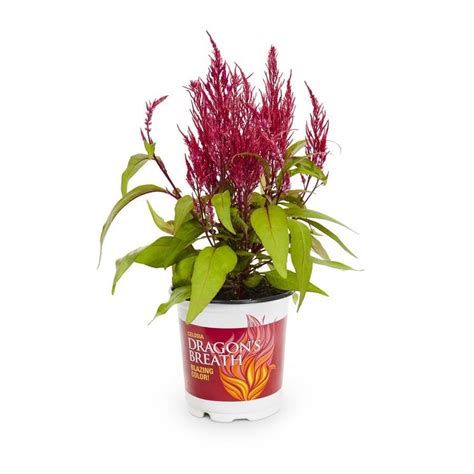 Dragon's Breath Celosia Plant