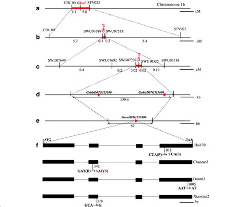 Map Based Cloning Of The Gb Cl Gene A B Coarse Linkage Map Scale