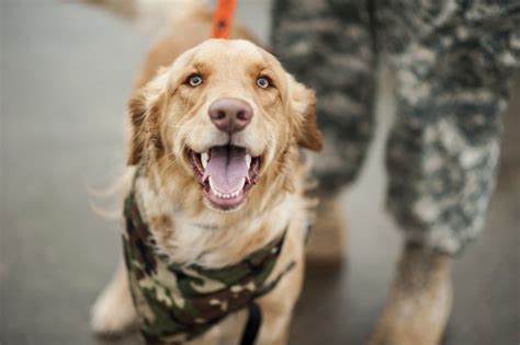 The 6 Best Military Pet Reunions Ever