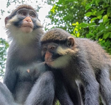 Red Eared Monkey Cercopithecus Erythrotis · Inaturalist Guatemala