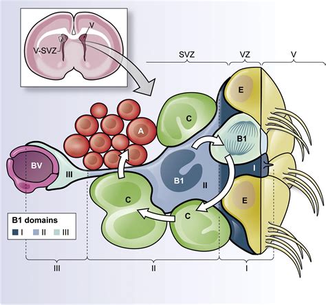 Adult Neural Stem Cells Bridge Their Niche Cell Stem Cell