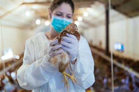 UN, WHO address public health concern over avian flu transmission to humans