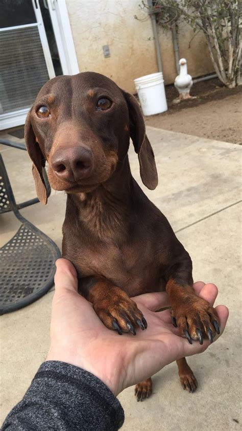 Reddit Meet Oliver R Dachshund