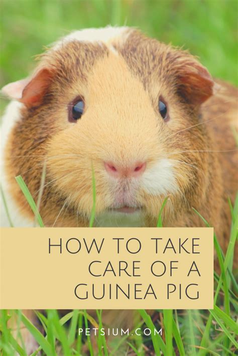 Guinea Pig Care - How To Take Care Of A Guinea Pig - Petsium