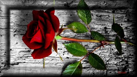 Red Rose With Thorns (#816324) - HD Wallpaper & Backgrounds Download