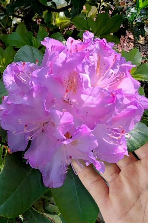 Buy Minnetonka Rhododendron Free Shipping Wilson Bros Gardens 1 Gallon Pot For Sale Online