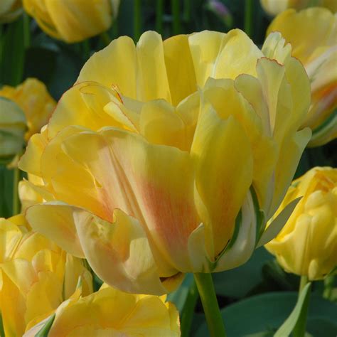 Akebono | Pro 20 Stück blumenzwiebeln kaufen