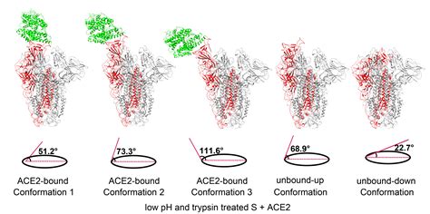 Cryo EM Structure Of The SARS Coronavirus Spike Glycoprotein In Complex