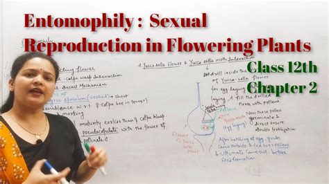 Entomophily Sexual Reproduction In Flowering Plants Class 12th