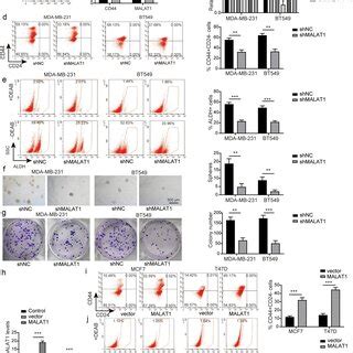 Malat Silencing Inhibited The Stemness Of Tnbc Cells And Malat