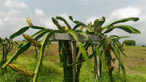 Dragon Fruit Plant by SD Farms And Nursery, dragon fruit plant from ...