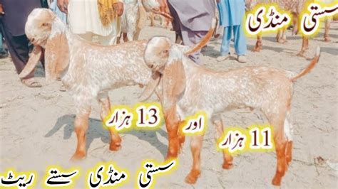 Hasilpur Bakra Mandi Fresh Mandi Update Pure Makhi Cheeni Quality Wale