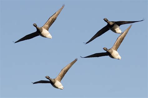 Brent Goose Branta Bernicla Hrota Light Bellied 2 1 15 Flickr