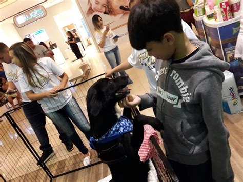 Golden Square Shopping Realiza Feira De Ado O De Animais