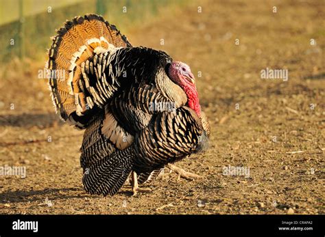 Meleagris Gallopavo Close Up Hi Res Stock Photography And Images Alamy