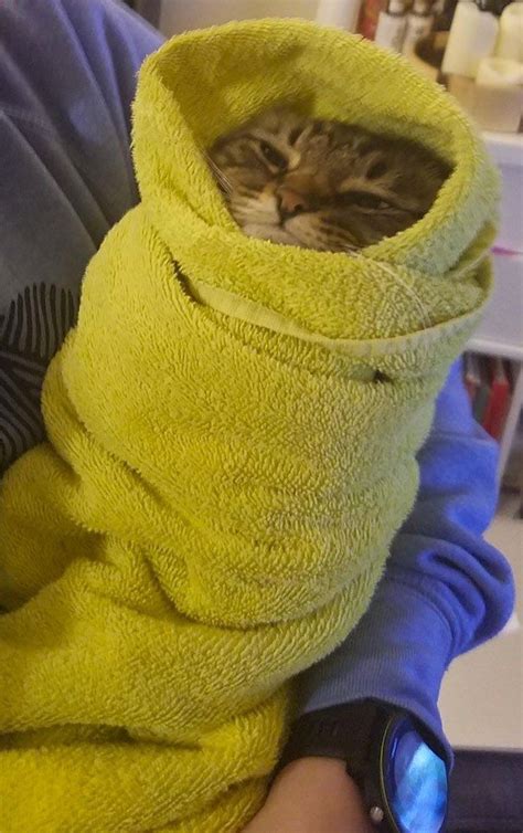 Create Meme Cat Funny Cute Cats Cat Wrapped In A Blanket Pictures