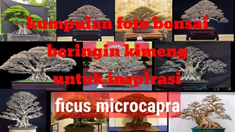 Untuk Inspirasi Bonsai Kimeng Kelas Juara Youtube