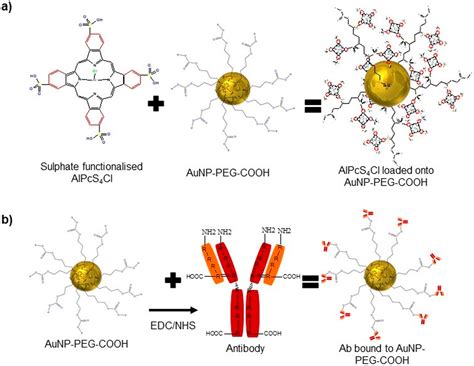 Ijms Free Full Text Effective Gold Nanoparticle Antibody Mediated