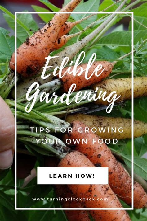 Edible Gardening Tips And Foodscaping Ideas For Beginning Gardeners Edible Garden Gardening