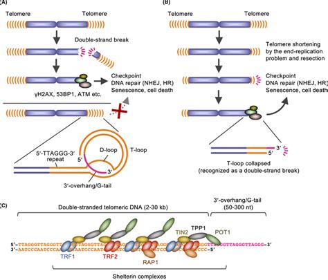 Functions Structure And Components Of Telomeres A Telomeres Form