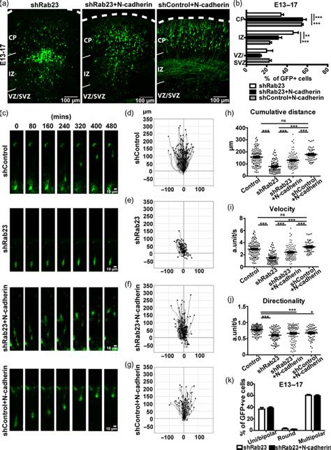 Restoration Of N Cadherin Expression Alleviates The Migration Defects